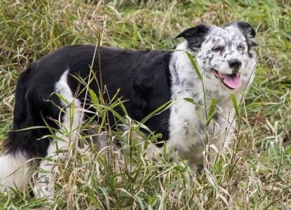 Reflections on Loss of a Beloved Farm Dog Image